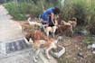 offer food or alms to the buddhist monk on your behalf