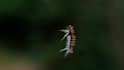 make research articles in biology and environment
