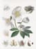 draw a scientific illustration