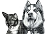 do a realistic and detailed pencil sketch