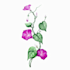 create beautiful hand drawn flower illustrations