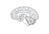do medical and scientific line art illustration
