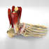 do the medical animation