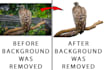 edit out the background of your images in 24 hours