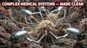 create high end medical animation videos and films