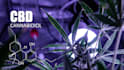 write 500 word article for your cbd or cannabis business
