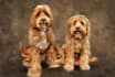 draw a pet potrait in digital oil painting