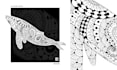 create detailed black and white doodle art for packaging and patterns