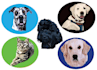 draw your dog, cat or any pet into vector portrait