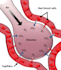 prepare scientific illustration and medical figures