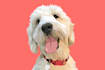 draw your dog or any pets into cartoon