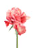 create vector illustration for you