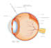 design attractive scientific and medical illustrations