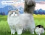 draw a cartoon for your pets in 24 hour