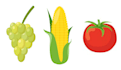 draw fruit and vegetable illustration
