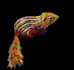 animal color abstract art