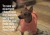 parody any song for your pet