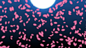 make any custom shader for you