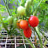 help you learn permaculture