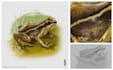 create realistic scientific and wildlife illustrations