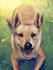 paint a picture of your pet