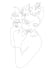 draw beautiful continuous line art in 24 hours