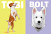 draw your dog cat or pet animals in vector art illustration