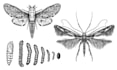 do scientific insect illustration
