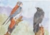 draw cute birds in watercolors