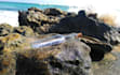put your text inside a bottle at beach