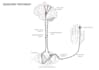 create medical and scientific illustrations