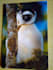send you a postcard of madagascar
