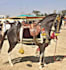 do bithday wishes with horse dance or birthday wish video