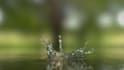 create 5 eye catching water splash logo animation