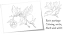 draw botany by hand in any style