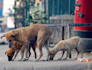 feed stray animals in India
