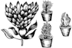 draw botanical illustration of flowers, plants, line art