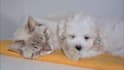 send strong effective reiki healing for your pet companion