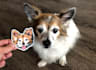 draw a pet portrait within 24h