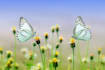 create HD relaxing and meditation youtube video