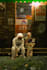 do photo manipulation and retouching