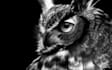 ilustraciones y retratos de mascotas