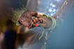 create awesome slideshow, colorful wedding photo slideshow