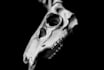 digital sculpt character, creature using zbrush for 3d printing and vfx