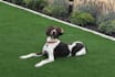 be the best dog model, ever