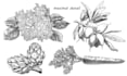 draw vector botanical illustrations of plants, fruits