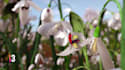 create a beautiful nature based video