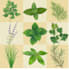 draw botanical illustrations of flowers, plants and fruits