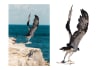 do cut out your images and editing