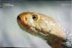 give you a videocon cccam and mgcam